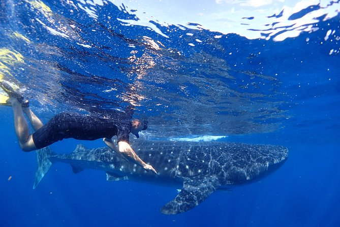 Whale Shark & Manta Ray Snorkel -(May-Sept) Only 10pp per Boat - Key points before you go