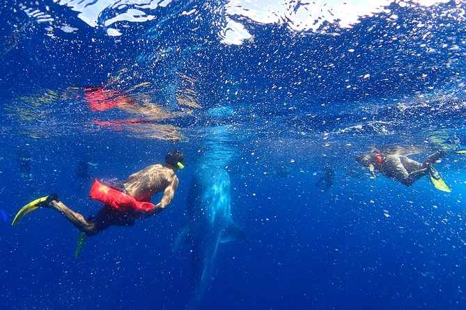 Whale Shark & Manta Ray Snorkel -(May-Sept) Only 10pp per Boat - Small group on a 10-passenger boat: the real value