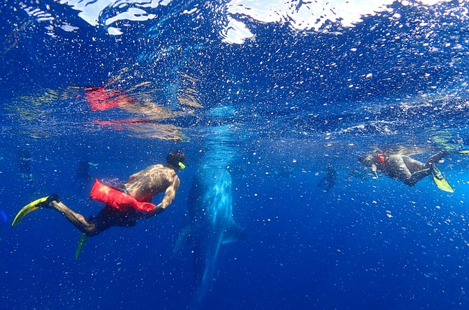Whale Shark & Manta Ray Snorkel -(May-Sept) Only 10pp per Boat - Finding the pod: what a 40–90 minute search means for you