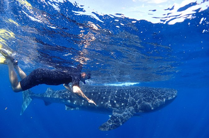 Whale Shark & Manta Ray Snorkel -(May-Sept) Only 10pp per Boat - Reef snorkeling and the lunch break: the best kind of reset