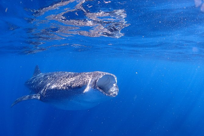 Whale Shark & Manta Ray Snorkel -(May-Sept) Only 10pp per Boat - Meeting at 7:45–7:50 AM: how your day really starts
