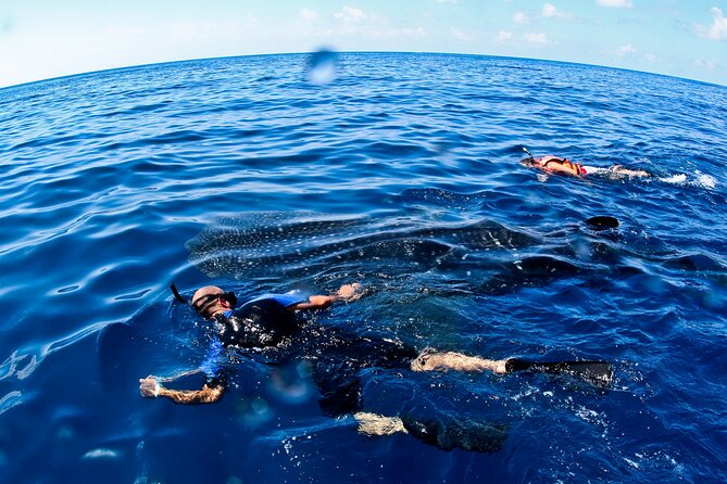 Whale Shark Swim Adventure SMALL GROUP from Cancun - Getting Picked Up in Cancun and Heading to the Boat
