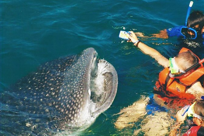 Whale Shark Swim Adventure SMALL GROUP from Cancun - Snorkeling Setup: Wet Suit Gear and Pair Guidance