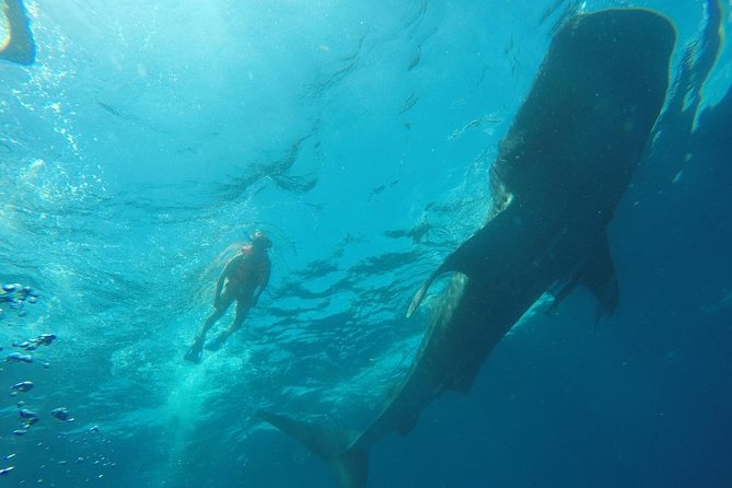 Whale Shark Swim Adventure SMALL GROUP from Cancun - Spotting Whale Sharks: Why the Guide Makes the Difference