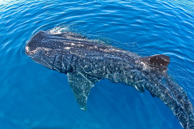 Whale Shark Swim Adventure SMALL GROUP from Cancun - Isla Mujeres, Contoy, Holbox: How the Route Shapes Your Day