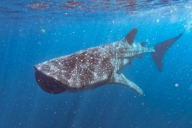 Whale Shark Swim Adventure SMALL GROUP from Cancun - Inside the 30-Foot Boat Ride: Time to Scan the Water
