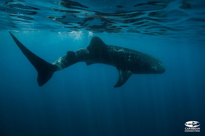 Whale Shark Swimming and Isla Mujeres Beach Tour - How the morning flow works from Punta Sam