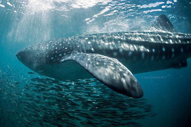 Whale Shark Swimming and Isla Mujeres Beach Tour - Whale shark expectations: high probability, no promises