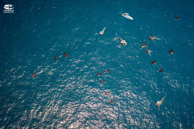 Whale Shark Swimming and Isla Mujeres Beach Tour - Price and value: what you’re really paying for