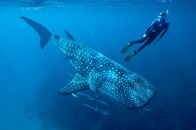 Whale Shark Swimming and Isla Mujeres Beach Tour - The in-water swim format: 2 to 3 turns in pairs