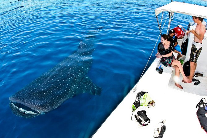 Whale Shark Tour from Cancun, Playa del Carmen, Tulum and Riviera Maya - Playa Norte, Isla Mujeres: Ceviche Lunch and Warm-Water Reset