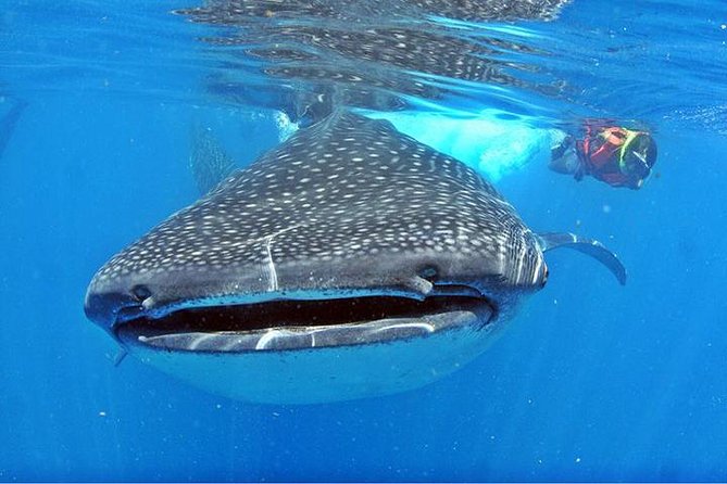 Whale Shark Tour from Cancun, Playa del Carmen, Tulum and Riviera Maya - Isla Contoy: Where Whale Shark Chances Meet Reef Snorkeling