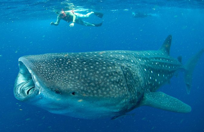 Whale Sharks Small-Group Tour in Cancun and Riviera Maya - Getting There: Pickup, Marina Briefing, and the Search