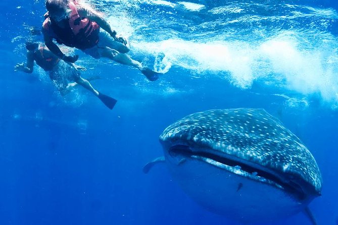 Whale Sharks Small-Group Tour in Cancun and Riviera Maya - Price and Value: What $160 Covers (and What Costs Extra)