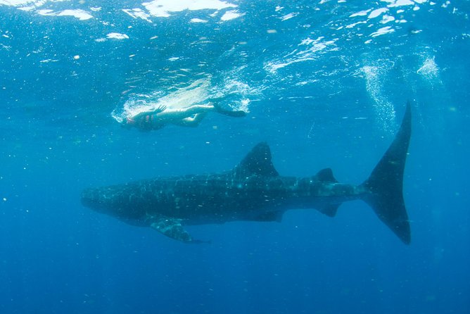 Whale Sharks Small-Group Tour in Cancun and Riviera Maya - Seasickness, Sunscreen Rules, and What to Pack