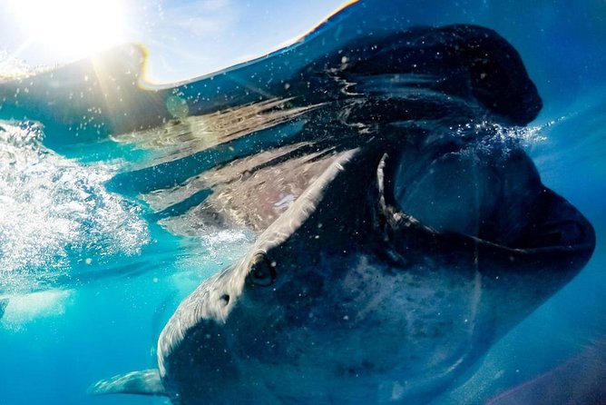 Whale Sharks Small-Group Tour in Cancun and Riviera Maya - Who This Tour Is Best For (and Who Might Prefer Another Option)