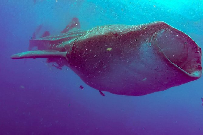 Whale Sharks Small-Group Tour in Cancun and Riviera Maya - Should You Book This Whale Shark Tour?