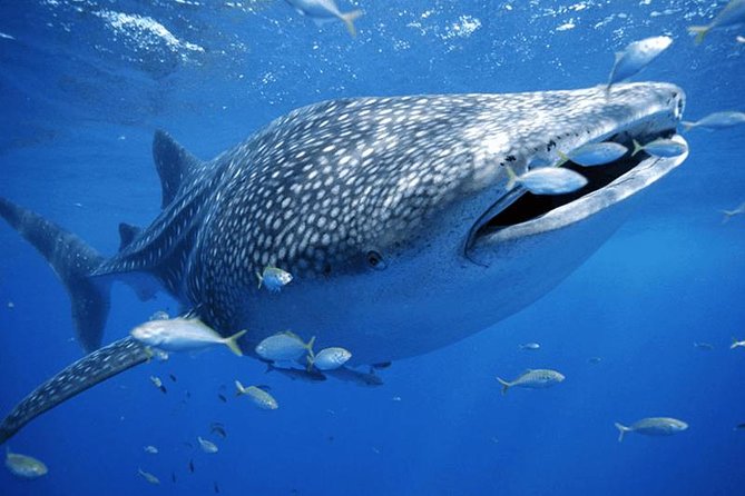 Whale Sharks Small-Group Tour in Cancun and Riviera Maya - Isla Mujeres Lunch Break: Playa Norte Time and Food on the Boat