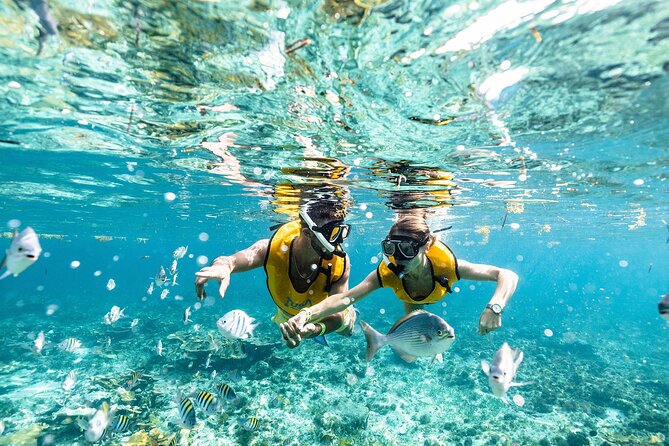 With Turtles, Shipwreck, Cenote, and Reef and Transport Included - Getting to the water: pickup, check-in, and gear that actually fits
