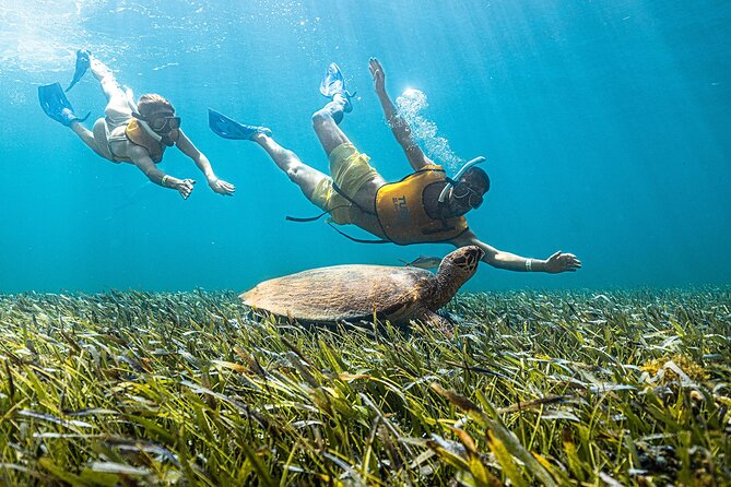 With Turtles, Shipwreck, Cenote, and Reef and Transport Included - Price and value: $79 plus the extras you should expect